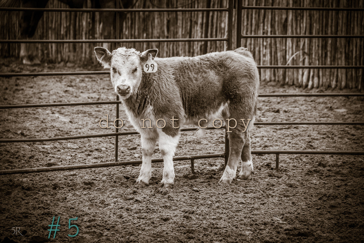 5R Media Photo Downloads