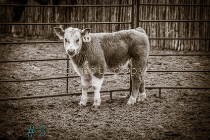 5R Media Photo Downloads
