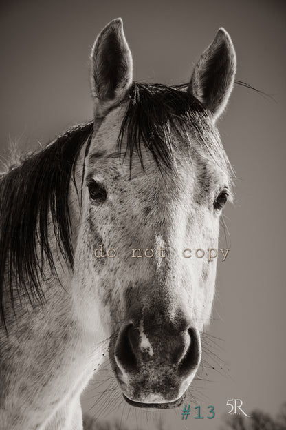 5R Media Photo Downloads