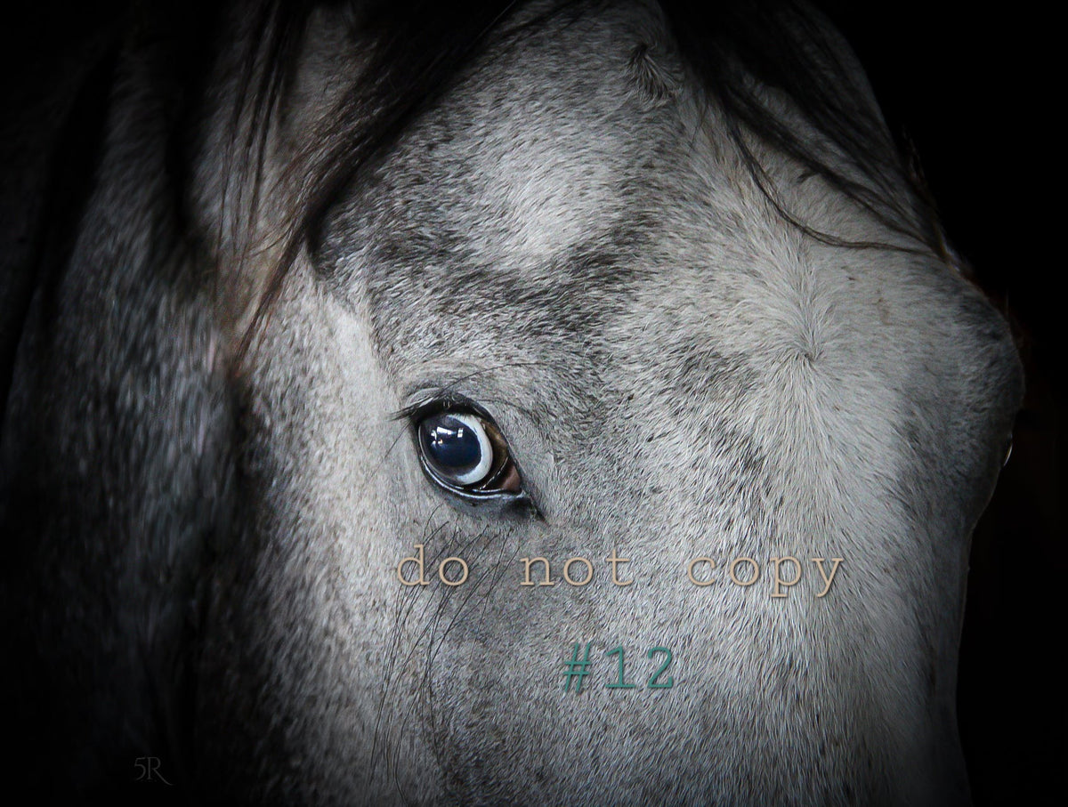 5R Media Photo Downloads