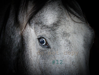 5R Media Photo Downloads