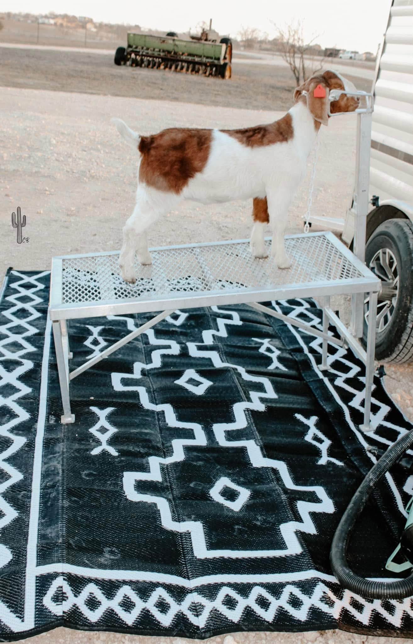 Reversible Outdoor Rugs