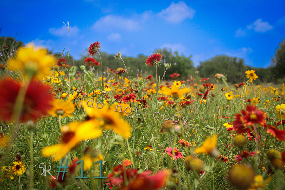 5R Media Photo Downloads