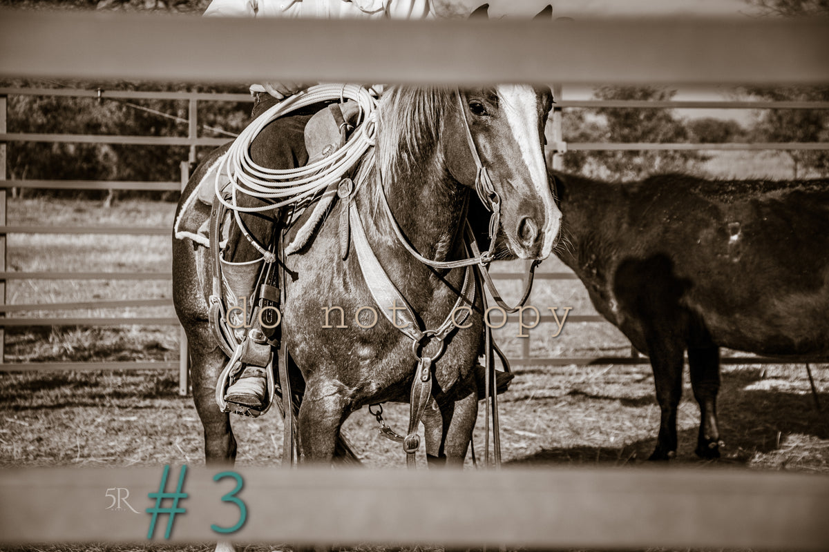 5R Media Photo Downloads