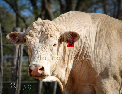 5R Media Photo Downloads